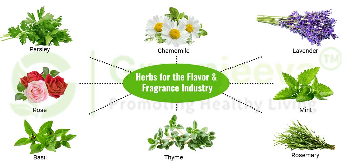 Bulk Herbs for the Flavor and Fragrance Industry