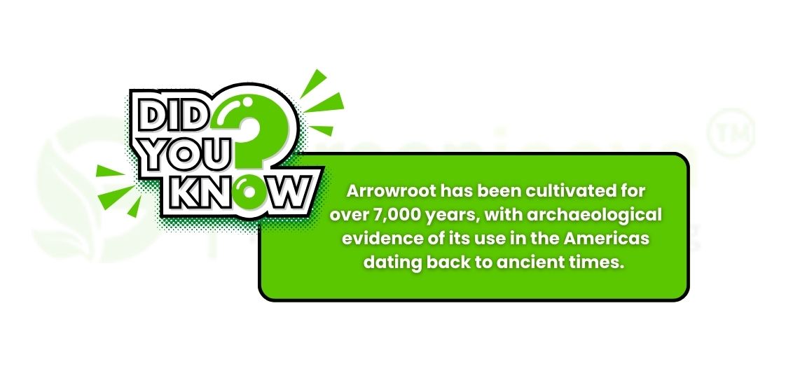 arrowroot powder bulk